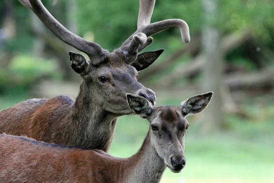 Rothirsch im Bast Wildpark Alte Fasanerie Klein Auheim 2015