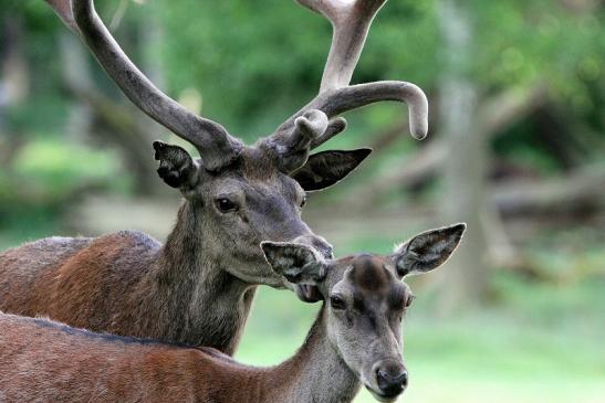 Rothirsch im Bast Wildpark Alte Fasanerie Klein Auheim 2015