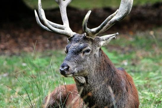 Rothirsch Brunft Wildpark Alte Fasanerie Klein Auheim 2015