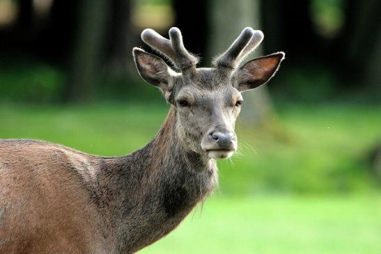 Rothirsch im Bast Wildpark Alte Fasanerie Klein Auheim 2015