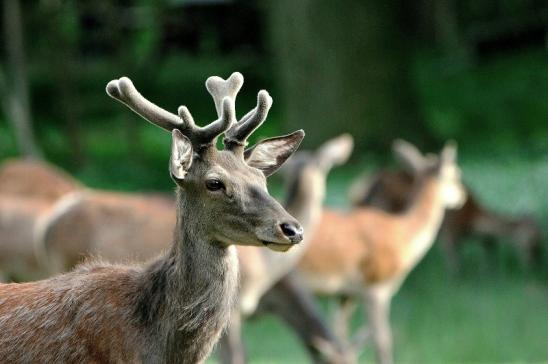 Rothirsch im Bast Wildpark Alte Fasanerie Klein Auheim 2015