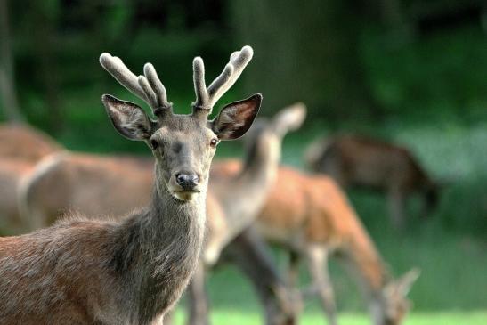 Rothirsch im Bast Wildpark Alte Fasanerie Klein Auheim 2015