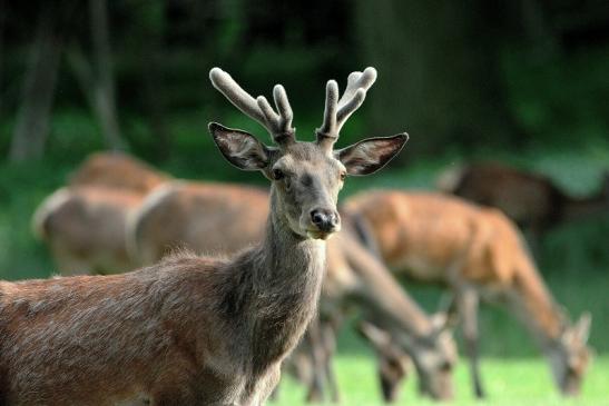 Rothirsch im Bast Wildpark Alte Fasanerie Klein Auheim 2015