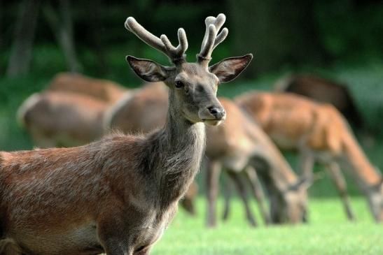 Rothirsch im Bast Wildpark Alte Fasanerie Klein Auheim 2015