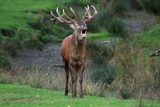 Rothirsch Brunft Wildpark Alte Fasanerie Klein Auheim 2015