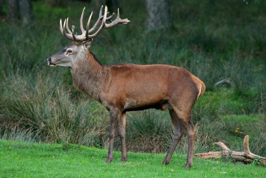 Rothirsch Brunft Wildpark Alte Fasanerie Klein Auheim 2015