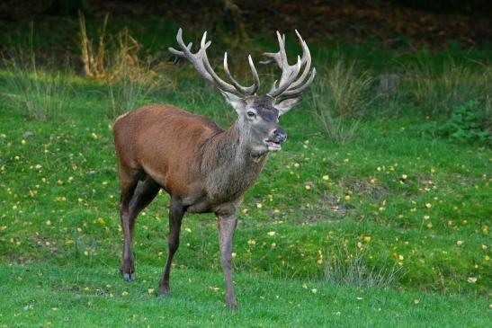 Rothirsch Brunft Wildpark Alte Fasanerie Klein Auheim 2015