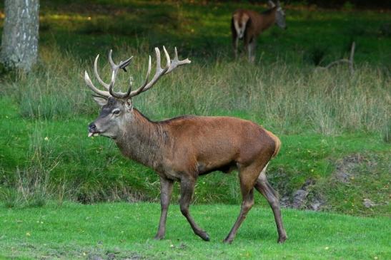 Rothirsch Brunft Wildpark Alte Fasanerie Klein Auheim 2015