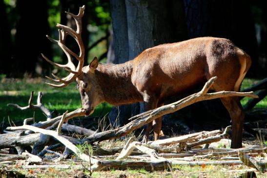 Rothirsch Brunft Wildpark Alte Fasanerie Klein Auheim 2015