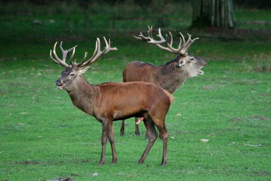 Rothirsch Brunft Wildpark Alte Fasanerie Klein Auheim 2015