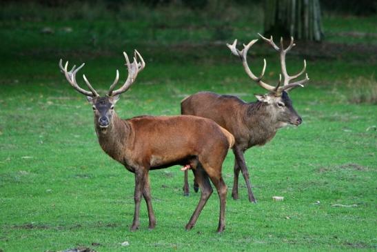 Rothirsch Brunft Wildpark Alte Fasanerie Klein Auheim 2015