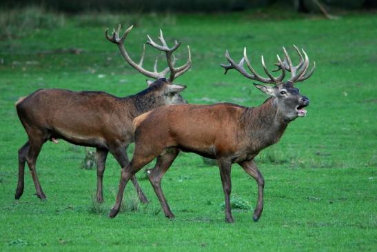 Rothirsch Brunft Wildpark Alte Fasanerie Klein Auheim 2015