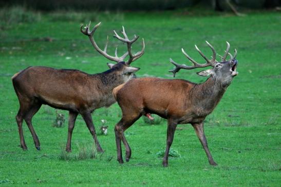 Rothirsch Brunft Wildpark Alte Fasanerie Klein Auheim 2015