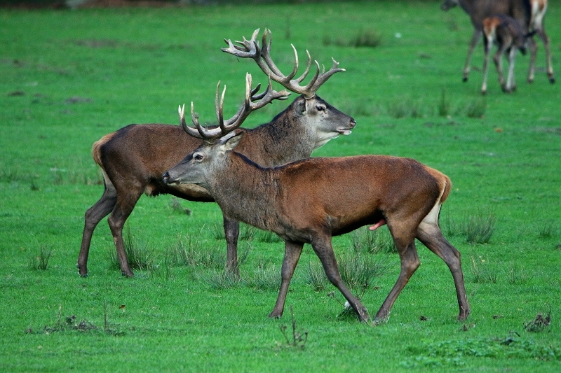Rothirsch Brunft Wildpark Alte Fasanerie Klein Auheim 2015