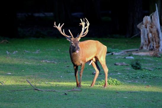 Rothirsch Brunft Wildpark Alte Fasanerie Klein Auheim 2015