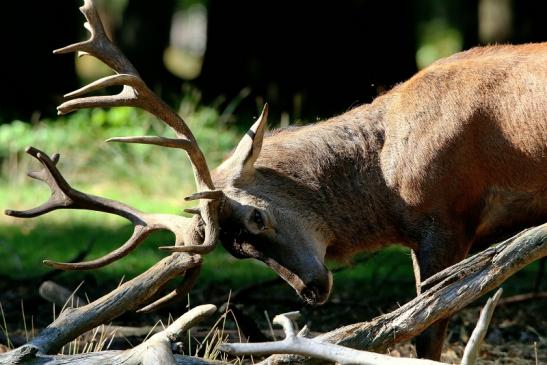 Rothirsch Brunft Wildpark Alte Fasanerie Klein Auheim 2015