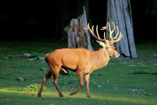 Rothirsch Brunft Wildpark Alte Fasanerie Klein Auheim 2015