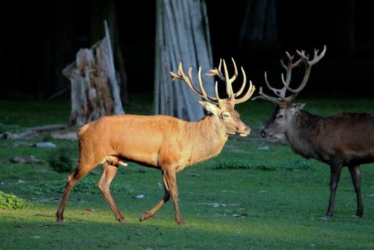 Rothirsch Brunft Wildpark Alte Fasanerie Klein Auheim 2015