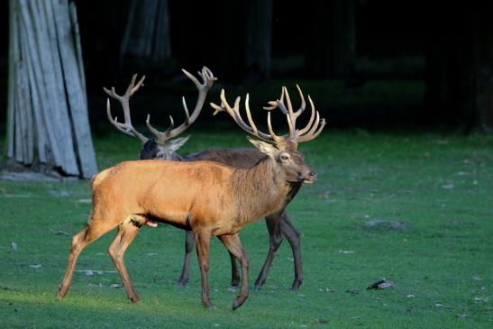 Rothirsch Brunft Wildpark Alte Fasanerie Klein Auheim 2015