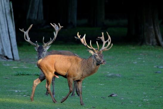 Rothirsch Brunft Wildpark Alte Fasanerie Klein Auheim 2015