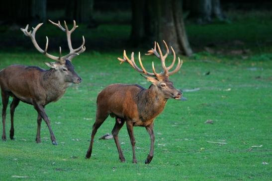 Rothirsch Brunft Wildpark Alte Fasanerie Klein Auheim 2015