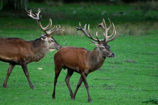 Rothirsch Brunft Wildpark Alte Fasanerie Klein Auheim 2015