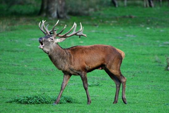 Rothirsch Brunft Wildpark Alte Fasanerie Klein Auheim 2015