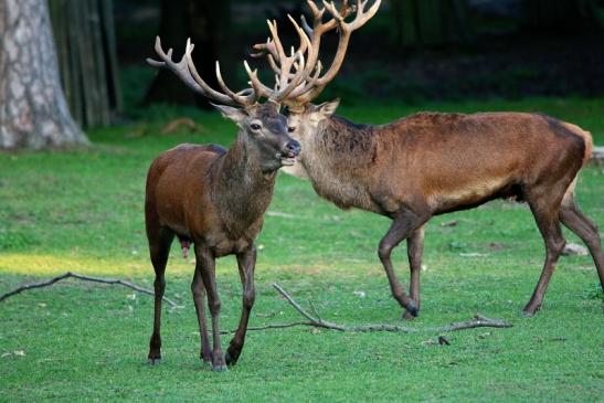 Rothirsch Brunft Wildpark Alte Fasanerie Klein Auheim 2015