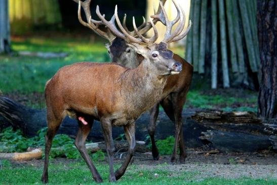 Rothirsch Brunft Wildpark Alte Fasanerie Klein Auheim 2015