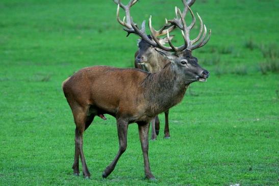 Rothirsch Brunft Wildpark Alte Fasanerie Klein Auheim 2015