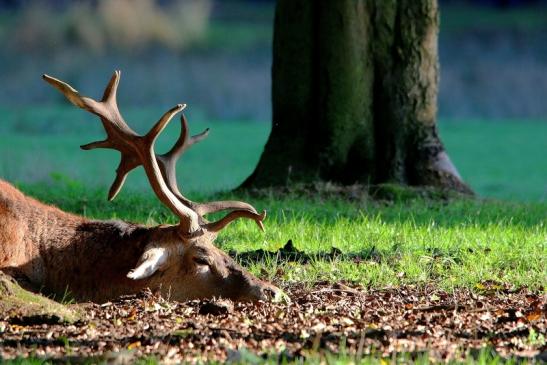 Rothirsch Brunft Wildpark Alte Fasanerie Klein Auheim 2015