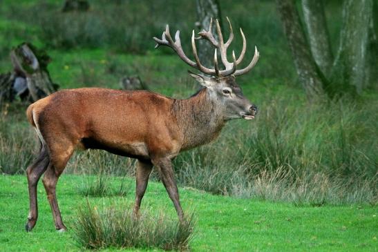 Rothirsch Brunft Wildpark Alte Fasanerie Klein Auheim 2015