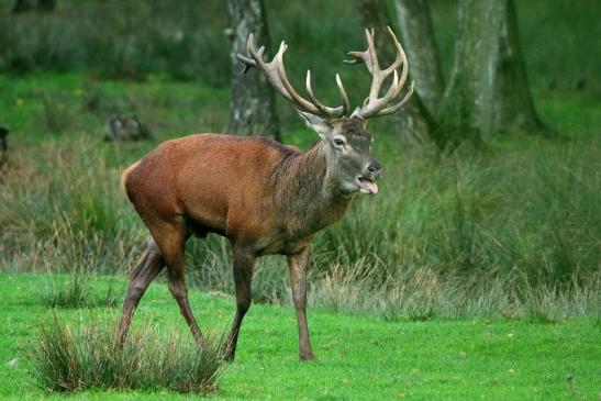 Rothirsch Brunft Wildpark Alte Fasanerie Klein Auheim 2015