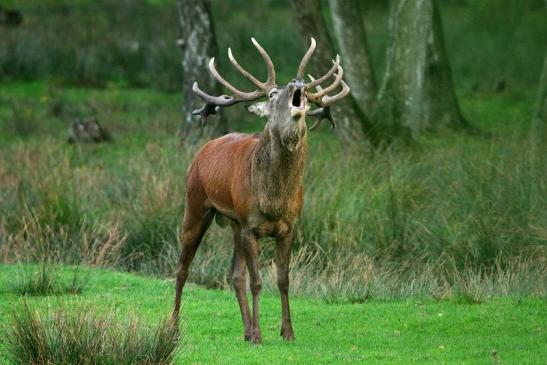 Rothirsch Brunft Wildpark Alte Fasanerie Klein Auheim 2015