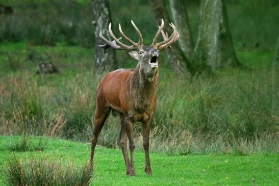 Rothirsch Brunft Wildpark Alte Fasanerie Klein Auheim 2015