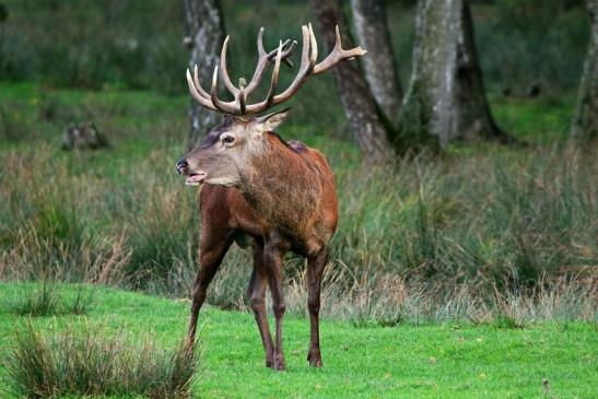 Rothirsch Brunft Wildpark Alte Fasanerie Klein Auheim 2015