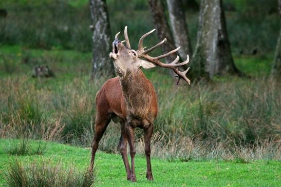 Rothirsch Brunft Wildpark Alte Fasanerie Klein Auheim 2015