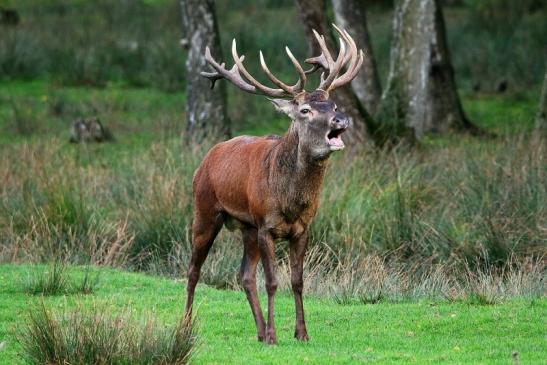 Rothirsch Brunft Wildpark Alte Fasanerie Klein Auheim 2015