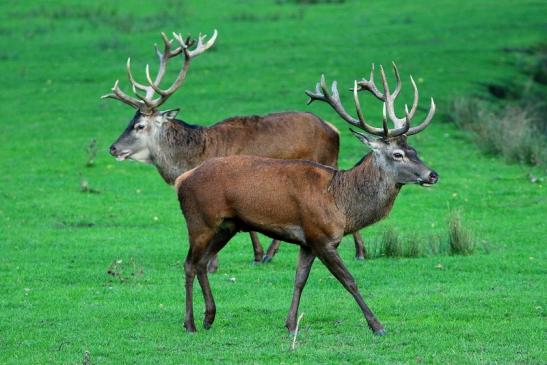 Rothirsch Brunft Wildpark Alte Fasanerie Klein Auheim 2015