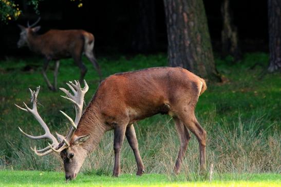 Rothirsch Brunft Wildpark Alte Fasanerie Klein Auheim 2015