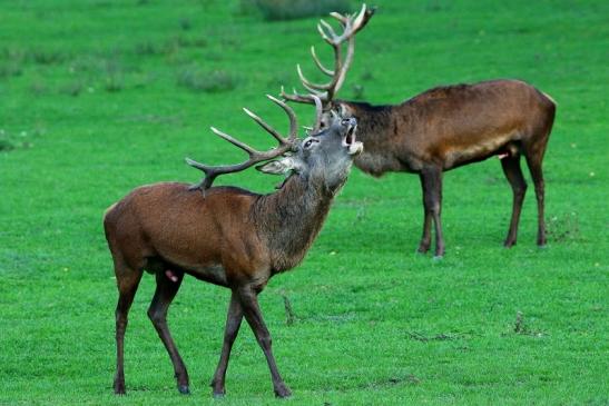 Rothirsch Brunft Wildpark Alte Fasanerie Klein Auheim 2015