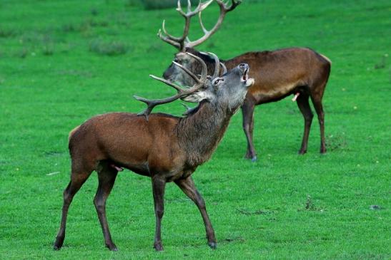 Rothirsch Brunft Wildpark Alte Fasanerie Klein Auheim 2015