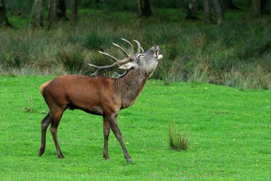 Rothirsch Brunft Wildpark Alte Fasanerie Klein Auheim 2015