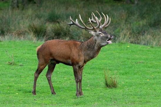 Rothirsch Brunft Wildpark Alte Fasanerie Klein Auheim 2015