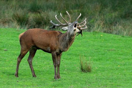 Rothirsch Brunft Wildpark Alte Fasanerie Klein Auheim 2015