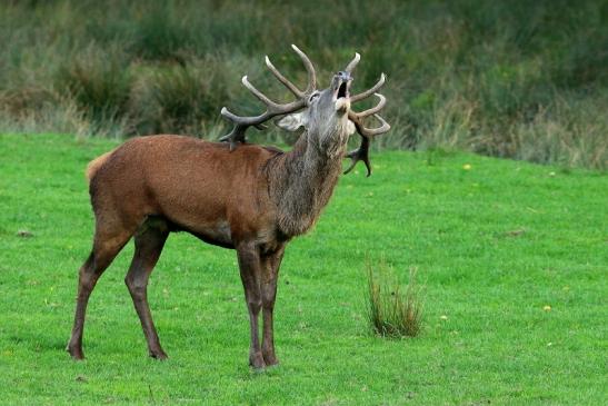 Rothirsch Brunft Wildpark Alte Fasanerie Klein Auheim 2015