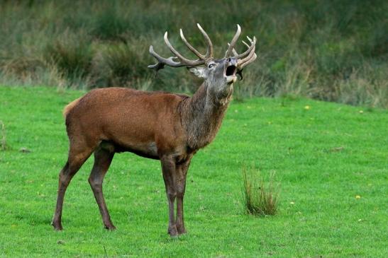 Rothirsch Brunft Wildpark Alte Fasanerie Klein Auheim 2015