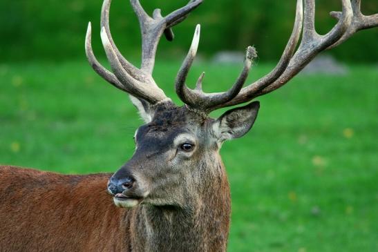 Rothirsch Brunft Wildpark Alte Fasanerie Klein Auheim 2015