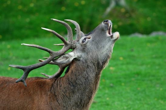 Rothirsch Brunft Wildpark Alte Fasanerie Klein Auheim 2015