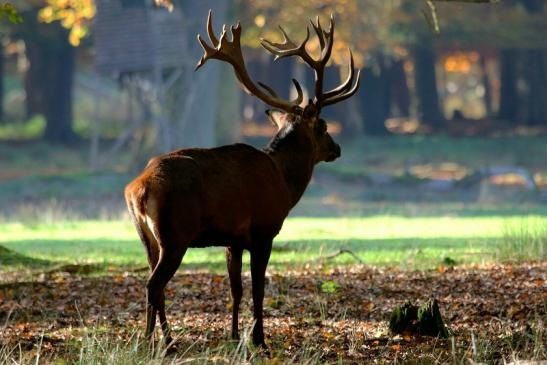 Rothirsch Brunft Wildpark Alte Fasanerie Klein Auheim 2015